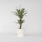 Plant in a Box - Dracaena Deremensis - White Stripe - Drakenboom - Pot 17cm - Hoogte 60-70cm