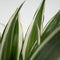Plant in a Box - Dracaena Deremensis - White Stripe - Drakenboom - Pot 17cm - Hoogte 60-70cm