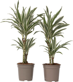 Plant in a Box - Dracaena Deremensis - White Stripe - Drakenboom - set van 2 - Pot 17cm - Hoogte 60-70cm