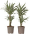 Plant in a Box - Dracaena Deremensis - White Stripe - Drakenboom - set van 2 - Pot 17cm - Hoogte 60-70cm