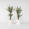 Plant in a Box - Dracaena Deremensis - White Stripe - Drakenboom - set van 2 - Pot 17cm - Hoogte 60-70cm