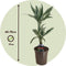 Plant in a Box - Dracaena Deremensis - White Stripe - Drakenboom - set van 2 - Pot 17cm - Hoogte 60-70cm