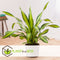 Plant in a Box - Dracaena fragrans 'Charley' - Tropische kamerplant - Drakenbloedboom - Eenvoudig te verzorgen - Pot 24cm - Hoogte 100-110cm