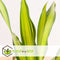 Plant in a Box - Dracaena fragrans 'Charley' - Tropische kamerplant - Drakenbloedboom - Eenvoudig te verzorgen - Pot 24cm - Hoogte 100-110cm