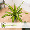 Plant in a Box - Dracaena fragrans 'Charley' - Tropische kamerplant - Drakenbloedboom - Eenvoudig te verzorgen - Pot 24cm - Hoogte 100-110cm