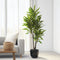 Plant in a Box - Dracaena fragrans Cintho - Drakenboom - Pot 24cm - Hoogte 140-150cm