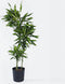Plant in a Box - Dracaena fragrans Cintho - Drakenboom - Pot 24cm - Hoogte 140-150cm