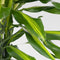 Plant in a Box - Dracaena fragrans Cintho - Drakenboom - Pot 24cm - Hoogte 140-150cm
