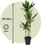 Plant in a Box - Dracaena fragrans Cintho - Drakenboom - Pot 24cm - Hoogte 140-150cm