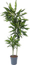 Plant in a Box - Dracaena fragrans Cintho - Drakenboom - Pot 24cm - Hoogte 140-150cm