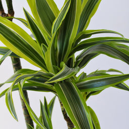 Plant in a Box - Dracaena fragrans Deremensis - Lemon Lime - Drakenboom - Pot 24cm - Hoogte 130-140cm