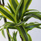 Plant in a Box - Dracaena fragrans Deremensis - Lemon Lime - Drakenboom - Pot 24cm - Hoogte 130-140cm