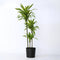 Plant in a Box - Dracaena fragrans Deremensis - Lemon Lime - Drakenboom - Pot 24cm - Hoogte 130-140cm