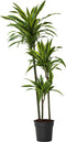 Plant in a Box - Dracaena fragrans Deremensis - Lemon Lime - Drakenboom - Pot 24cm - Hoogte 130-140cm