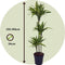 Plant in a Box - Dracaena fragrans Deremensis - Lemon Lime - Drakenboom - Pot 24cm - Hoogte 130-140cm