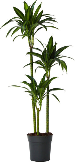 Plant in a Box - Dracaena fragrans - 'Hawaiian Sunshine' - Pot 24cm - Hoogte 130-140cm