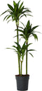 Plant in a Box - Dracaena fragrans - 'Hawaiian Sunshine' - Pot 24cm - Hoogte 130-140cm