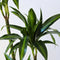 Plant in a Box - Dracaena fragrans - 'Hawaiian Sunshine' - Pot 24cm - Hoogte 130-140cm