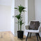 Plant in a Box - Dracaena fragrans - 'Hawaiian Sunshine' - Pot 24cm - Hoogte 130-140cm