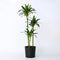 Plant in a Box - Dracaena fragrans - 'Hawaiian Sunshine' - Pot 24cm - Hoogte 130-140cm