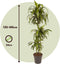Plant in a Box - Dracaena fragrans - 'Hawaiian Sunshine' - Pot 24cm - Hoogte 130-140cm