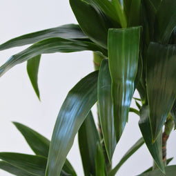 Plant in a Box - Dracaena fragrans Janet Craig - XXL groene kamerplant - Gemakkelijk te verzorgen - Donkergroene bladeren - Pot 24cm - Hoogte 140-150cm