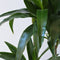 Plant in a Box - Dracaena fragrans Janet Craig - XXL groene kamerplant - Gemakkelijk te verzorgen - Donkergroene bladeren - Pot 24cm - Hoogte 140-150cm
