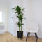 Plant in a Box - Dracaena fragrans Janet Craig - XXL groene kamerplant - Gemakkelijk te verzorgen - Donkergroene bladeren - Pot 24cm - Hoogte 140-150cm