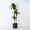 Plant in a Box - Dracaena fragrans Janet Craig - XXL groene kamerplant - Gemakkelijk te verzorgen - Donkergroene bladeren - Pot 24cm - Hoogte 140-150cm