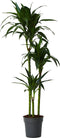 Plant in a Box - Dracaena fragrans Janet Craig - XXL groene kamerplant - Gemakkelijk te verzorgen - Donkergroene bladeren - Pot 24cm - Hoogte 140-150cm
