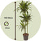 Plant in a Box - Dracaena fragrans Janet Craig - XXL groene kamerplant - Gemakkelijk te verzorgen - Donkergroene bladeren - Pot 24cm - Hoogte 140-150cm