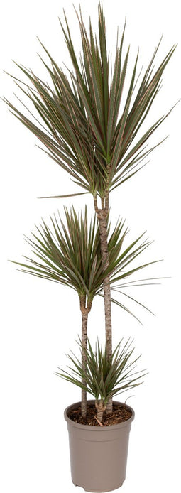 Plant in a Box - Dracaena marginata Bicolor - Drakenbloedboom - Groene kamerplant - Pot van 24cm - Hoogte 110-130cm