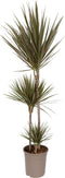 Plant in a Box - Dracaena marginata Bicolor - Drakenbloedboom - Groene kamerplant - Pot van 24cm - Hoogte 110-130cm
