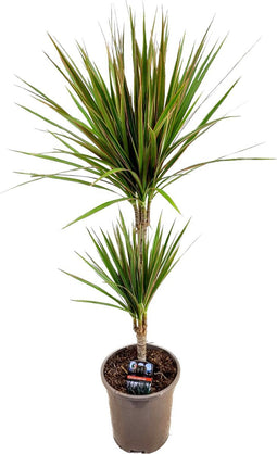 Plant in a Box - Dracaena marginata Bicolor - Drakenbloedboom - Groene kamerplant - Pot 17cm - Hoogte 70-80cm