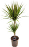 Plant in a Box - Dracaena marginata Bicolor - Drakenbloedboom - Groene kamerplant - Pot 17cm - Hoogte 70-80cm