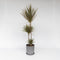 Plant in a Box - Dracaena marginata Bicolor - Drakenbloedboom - Groene kamerplant - Pot van 24cm - Hoogte 110-130cm