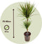 Plant in a Box - Dracaena marginata Bicolor - Drakenbloedboom - Groene kamerplant - Pot 17cm - Hoogte 70-80cm