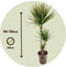 Plant in a Box - Dracaena marginata Bicolor - Drakenbloedboom - Groene kamerplant - Pot van 24cm - Hoogte 110-130cm