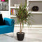 Plant in a Box - Dracaena marginata Bicolor - Drakenbloedboom - Groene kamerplant - Pot van 24cm - Hoogte 110-130cm