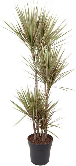 Plant in a Box - Dracaena marginata Bicolor - Drakenboom - Pot 27cm - Hoogte 140-150cm
