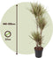 Plant in a Box - Dracaena marginata Bicolor - Drakenboom - Pot 27cm - Hoogte 140-150cm