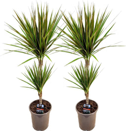 Plant in a Box - Dracaena marginata Bicolor - Set van 2 - Drakenbloedboom - Groene kamerplant - Pot 17cm - Hoogte 70-80cm