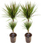 Plant in a Box - Dracaena marginata Bicolor - Set van 2 - Drakenbloedboom - Groene kamerplant - Pot 17cm - Hoogte 70-80cm