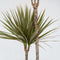 Plant in a Box - Dracaena marginata Bicolor - Set van 2 - Drakenbloedboom - Groene kamerplant - Pot 17cm - Hoogte 70-80cm