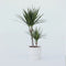 Plant in a Box -Dracaena Marginata - Dracaena drakenbloedboom - Pot 17cm - Hoogte 70-80cm
