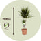 Plant in a Box -Dracaena Marginata - Dracaena drakenbloedboom - Pot 17cm - Hoogte 70-80cm