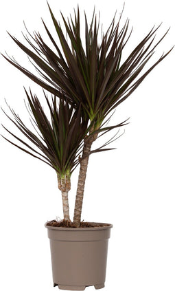 Plant in a Box - Dracaena Marginata Magenta - Dracaena Magenta Kamerplant - Pot van 17cm - Hoogte 70-80cm