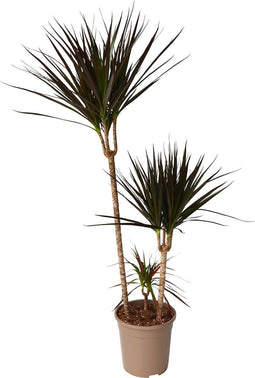 Plant in a Box - Dracaena Marginata Magenta - Dracaena Magenta Kamerplant - Pot van 24cm - Hoogte 110-130cm