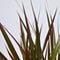Plant in a Box - Dracaena Marginata Magenta - Dracaena Magenta Kamerplant - Pot van 24cm - Hoogte 110-130cm