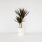 Plant in a Box - Dracaena Marginata Magenta - Dracaena Magenta Kamerplant - Pot van 17cm - Hoogte 70-80cm